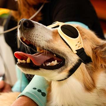 Pet-Laser-Therapy