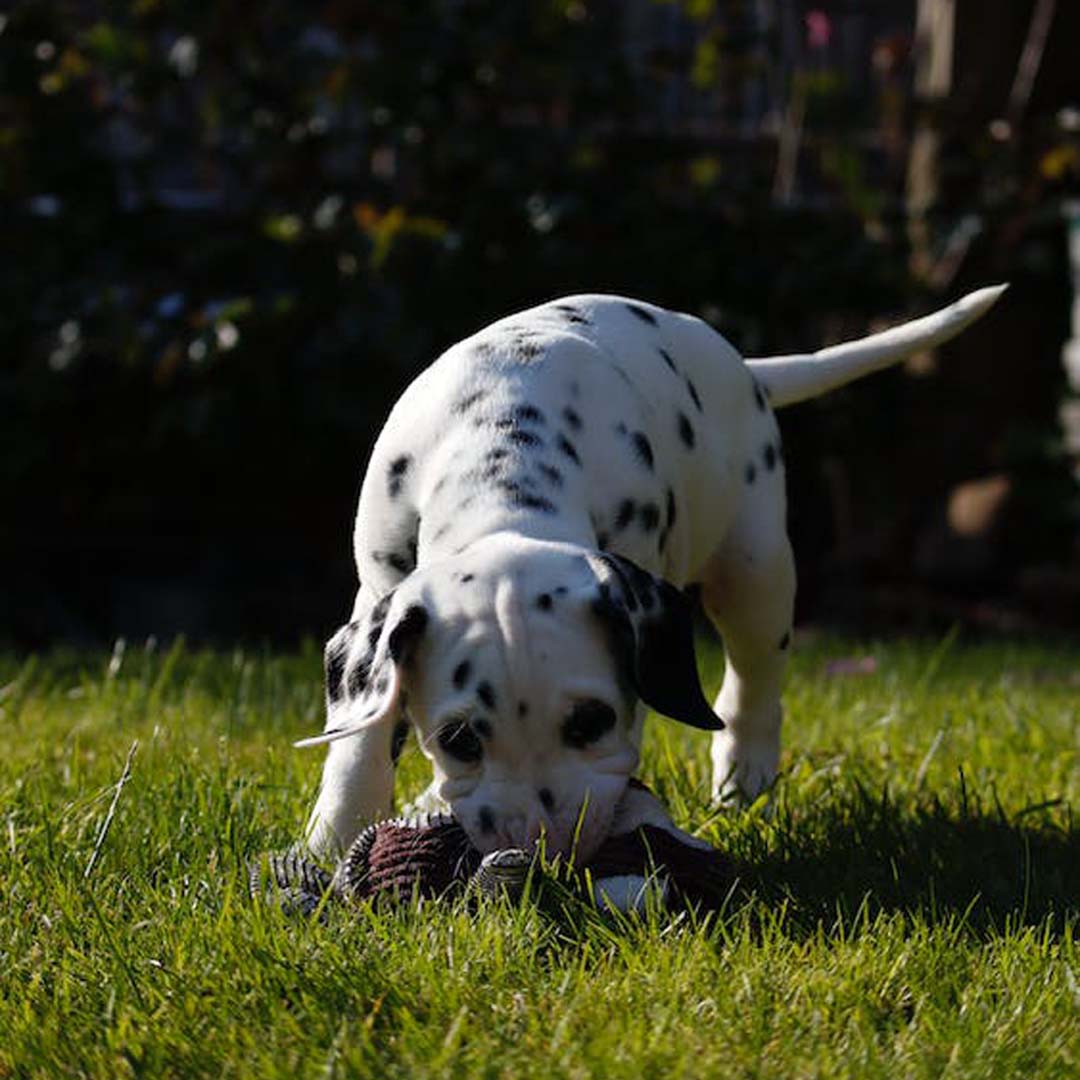 Form Success | Cherokee Trail Veterinary Hospital