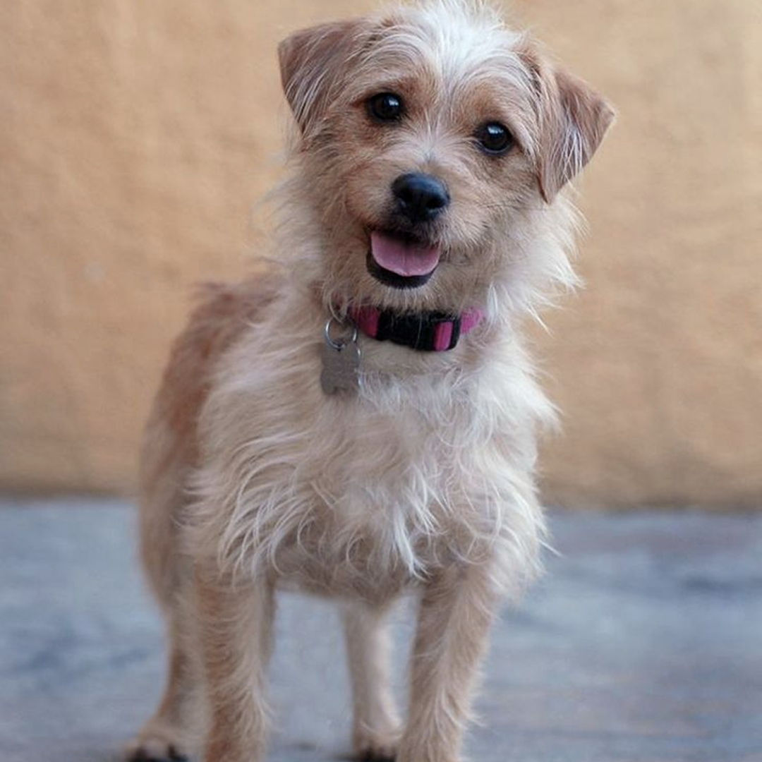 Pet Resources Cherokee Trail Veterinary Hospital